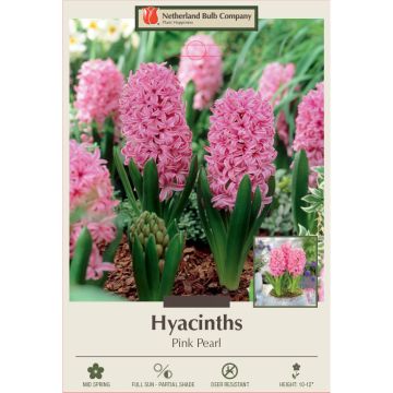 Hyacinth, Pink Pearl