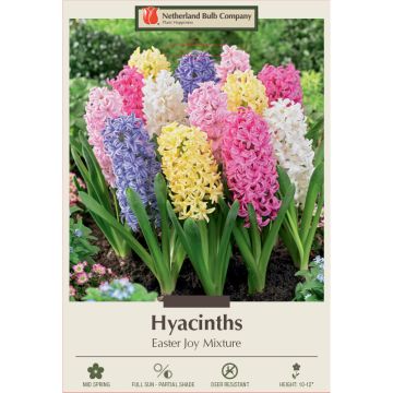 Hyacinth Assortment, Easter Joy