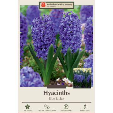 Hyacinth, Blue Jacket