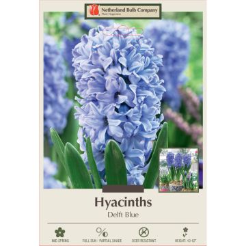 Hyacinth, Delft Blue