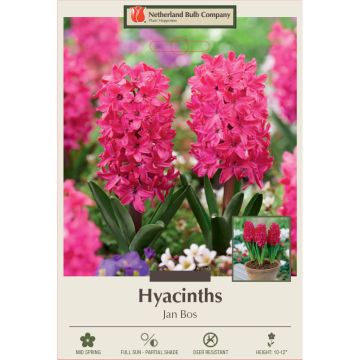 Hyacinth, Jan Bos