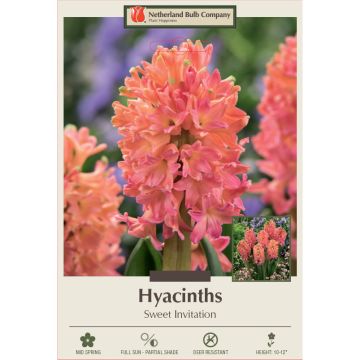 Hyacinth, Sweet Invitation