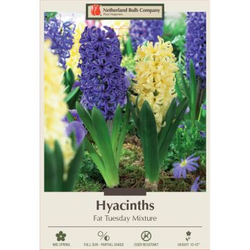Hyacinth Assortment, Fat Tuesday