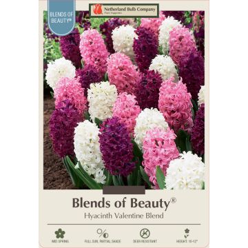 Hyacinth Assortment, Valentine