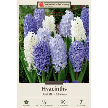 Hyacinth Assortment, Delft Blue Mix