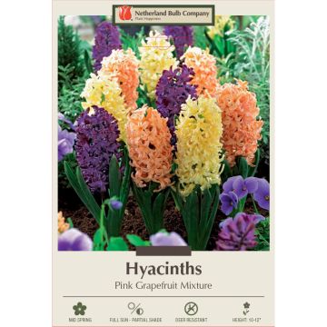 Hyacinth Assortment, Pink Grapefruit