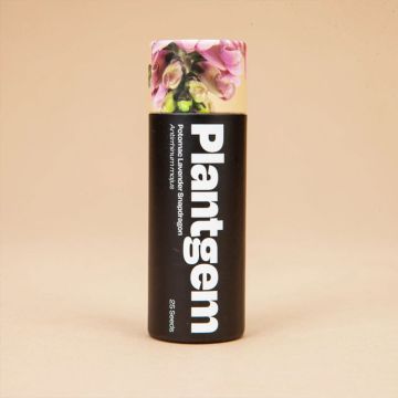 Antirrhinum, Snapdragon 'Potomac Lavender' ~ 50 seeds