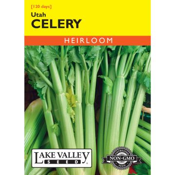 Apium, Celery 'Utah'