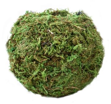 Hanging Basket, SuperMoss Kokedama Green, 6"