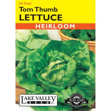 Lactuca, Lettuce 'Tom Thumb'