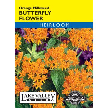 Asclepias, Butterfly Flower 'Orange Milkweed'
