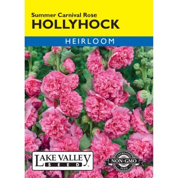 Alcea, Hollyhock 'Summer Carnival Rose' Heirloom
