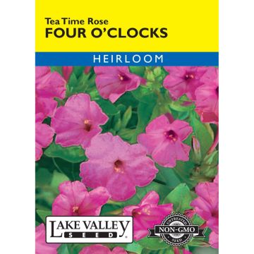 Mirabilis, Four O’Clocks 'Tea Time Rose'