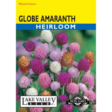 Gomphrena, Globe Amaranth 'Mixed Colors'