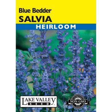 Salvia, Mealy Sage 'Blue Bedder'