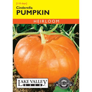 Cucurbita, Pumpkin 'Cinderella'