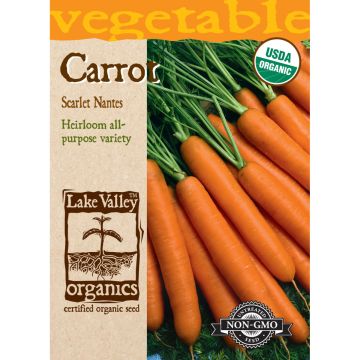 Daucus, Carrot 'Scarlet Nantes'