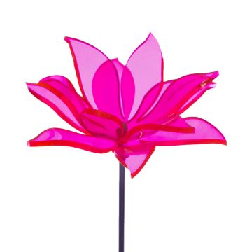 Sun-Glowz Sundrop Flower Pink