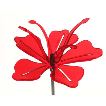 Sun-Glowz Sundrop Flower Red