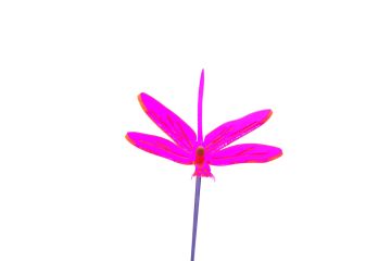 Sun Glowz Pink fluorescent Dragon Fly, 13" Tall