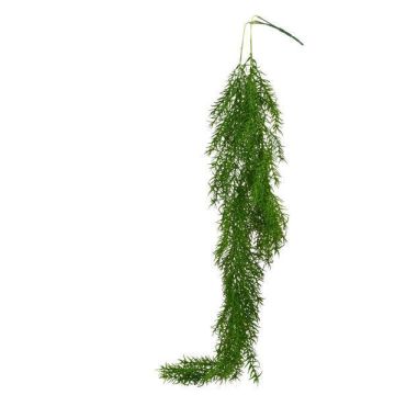 A&B Floral Sprengeri Fern Hanging Spray
