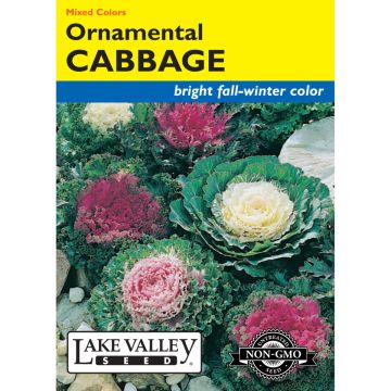Brassica, Cabbage 'Ornamental' Mixed Colors 
