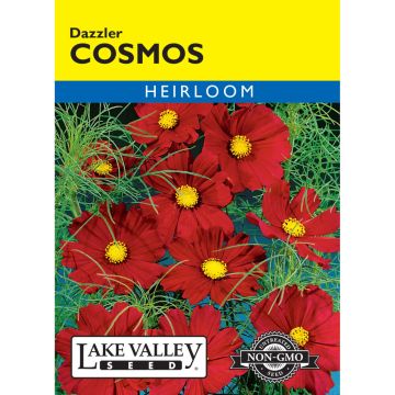 Cosmos 'Dazzler'