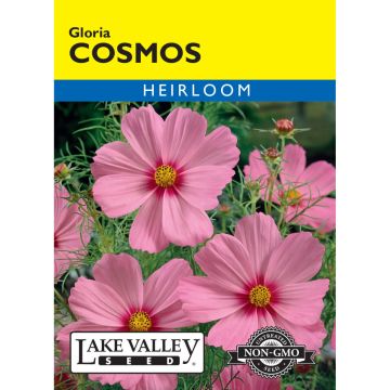 Cosmos 'Gloria'
