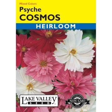 Cosmos 'Psyche' Mixed Colors