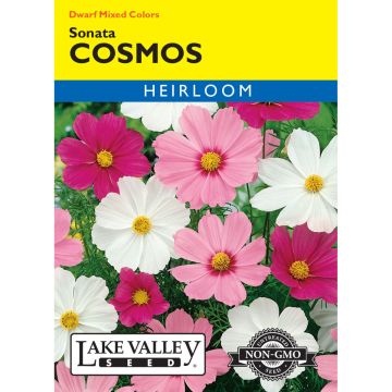 Cosmos 'Sonata' Dwarf Mixed Colors