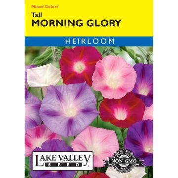 Ipomoea, Morning Glory Tall Mixed Colors