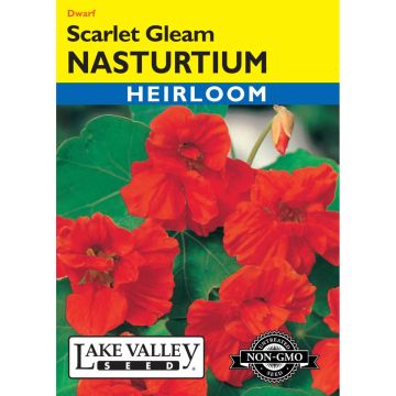 Tropaeolum, Dwarf Nasturtium 'Scarlet Gleam'
