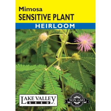 Mimosa, Sensitive Plant