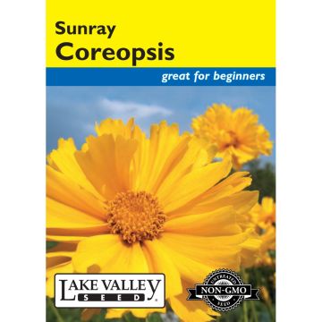 Coreopsis, Large Flowered Tickseed 'Sunray' Heirloom