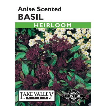 Ocimum, Basil 'Anise Scented' Heirloom