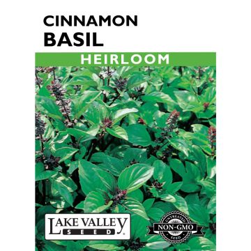 Ocimum, Basil 'Cinnamon' Heirloom