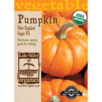 Curcurbita, Pumpkin 'New England Sugar Pie'