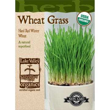 Triticum, Wheat Grass 'Hard Red Winter'