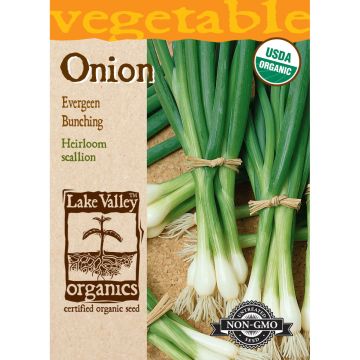 Allium, Welsh Onion 'Evergreen Bunching'
