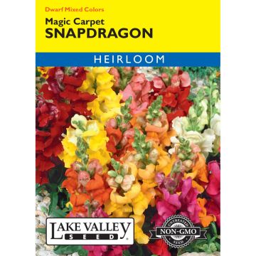 Antirrhinum, Dwarf Snapdragon 'Magic Carpet' Mixed Colors