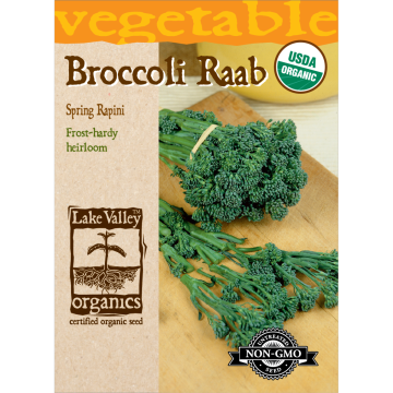 Brassica, Broccoli Raab 'Spring Rapini' Organic Heirloom