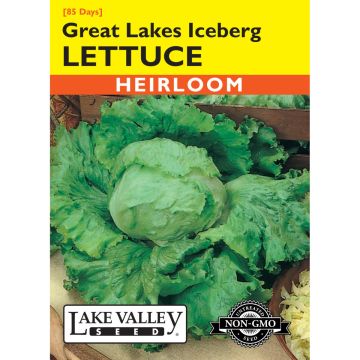 Lactuca, Lettuce 'Great Lakes Iceberg'
