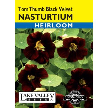 Tropaeolum, Nasturtium 'Tom Thumb Black Velvet'