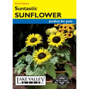 Helianthus, Dwarf Sunflower 'Suntastic' Hybrid