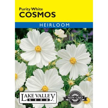Cosmos 'Purity White' Heirloom