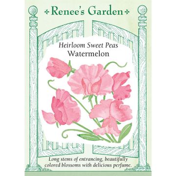 Lathyrus, Sweet Pea, Watermelon ~ 35 seeds