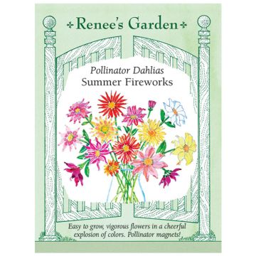 Dahlia, Pollinator Dahlias 'Summer Fireworks' ~ 50 seeds