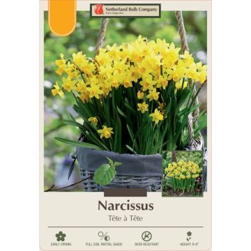 Narcissus, Cyclamineus 'Tête à Tête'