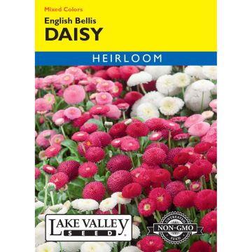 Bellis, English Daisy Mixed Colors