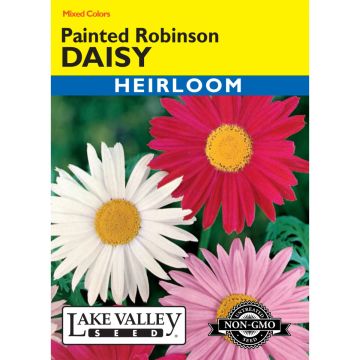 Chrysanthemum, Painted Daisy 'Robinson' Mixed Colors